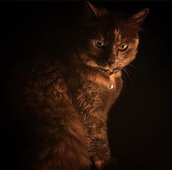 Accidental-Renaissance-Cats