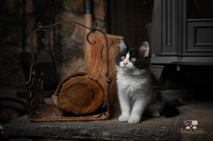 Accidental-Renaissance-Cats