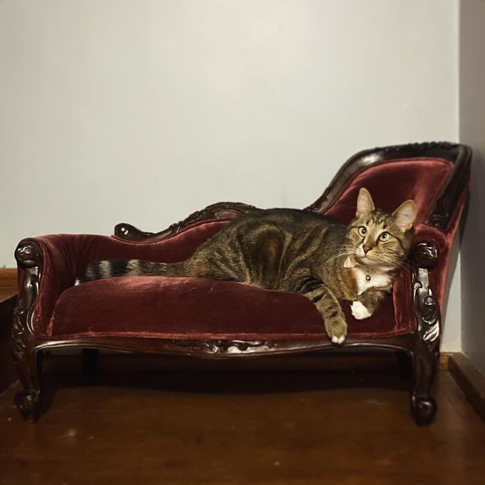 Accidental-Renaissance-Cats