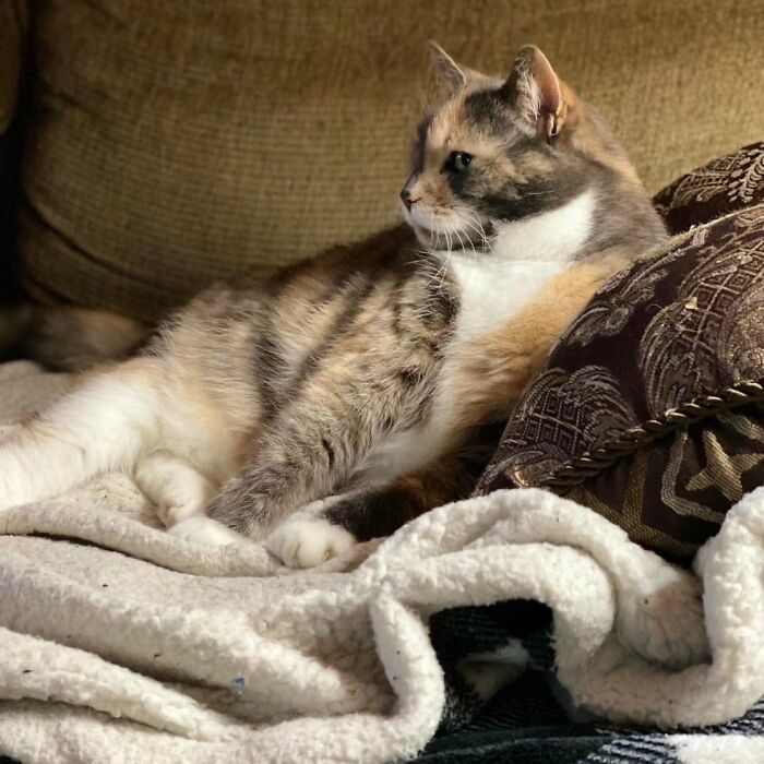 Accidental-Renaissance-Cats