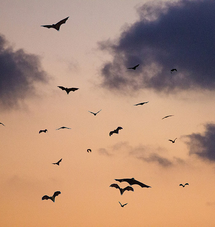 "I Immediately Knew": Lyft Driver Details Chilling Encounter With Possible Vampires