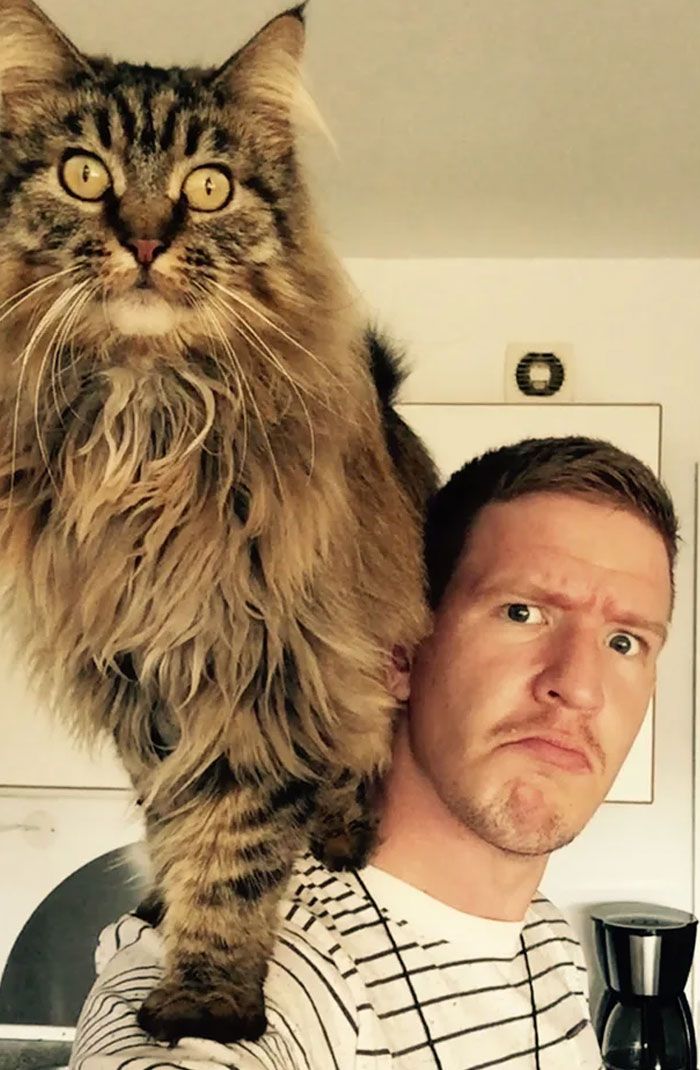 My Crush Just Told Me Over Text That It Was "Unmanly" For Men To Have A Cat. I Sent Her This