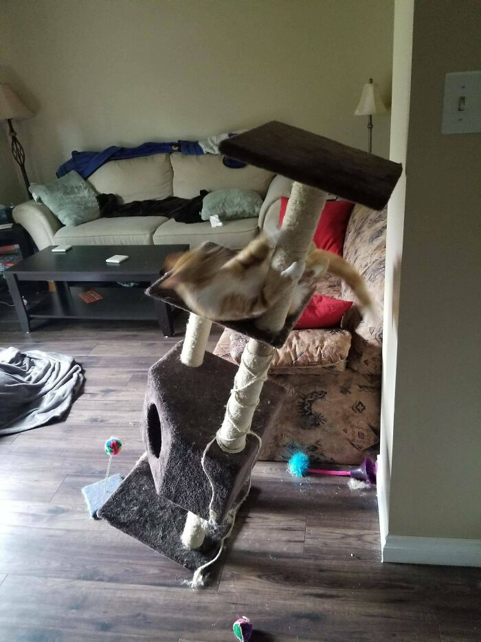 "Describe Your Cat In One Picture"