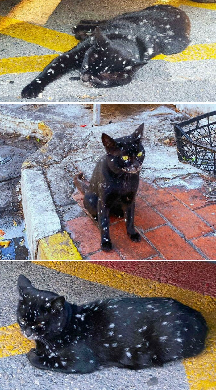 Look At The Markings On This Cat