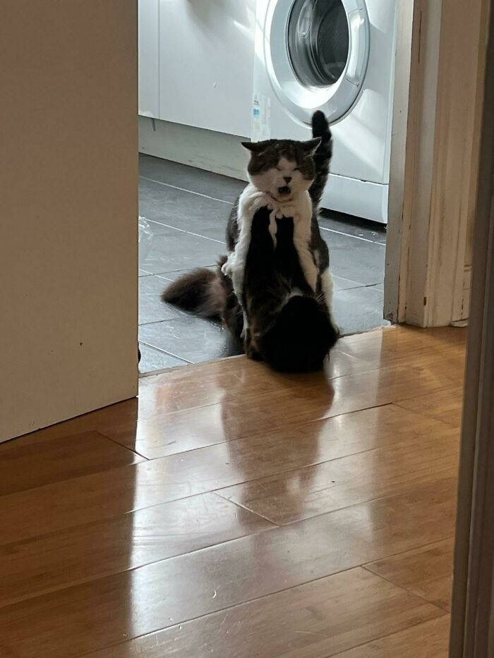 Whilst On Holiday, My Sister Asked For An Update Picture Of Her Two Cats. This Is What She Got