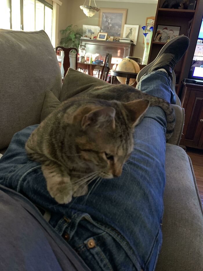 I Fell Asleep On The Couch And Woke Up With This Cat On My Lap. I Have Three Cats, But This Isn’t One Of Them