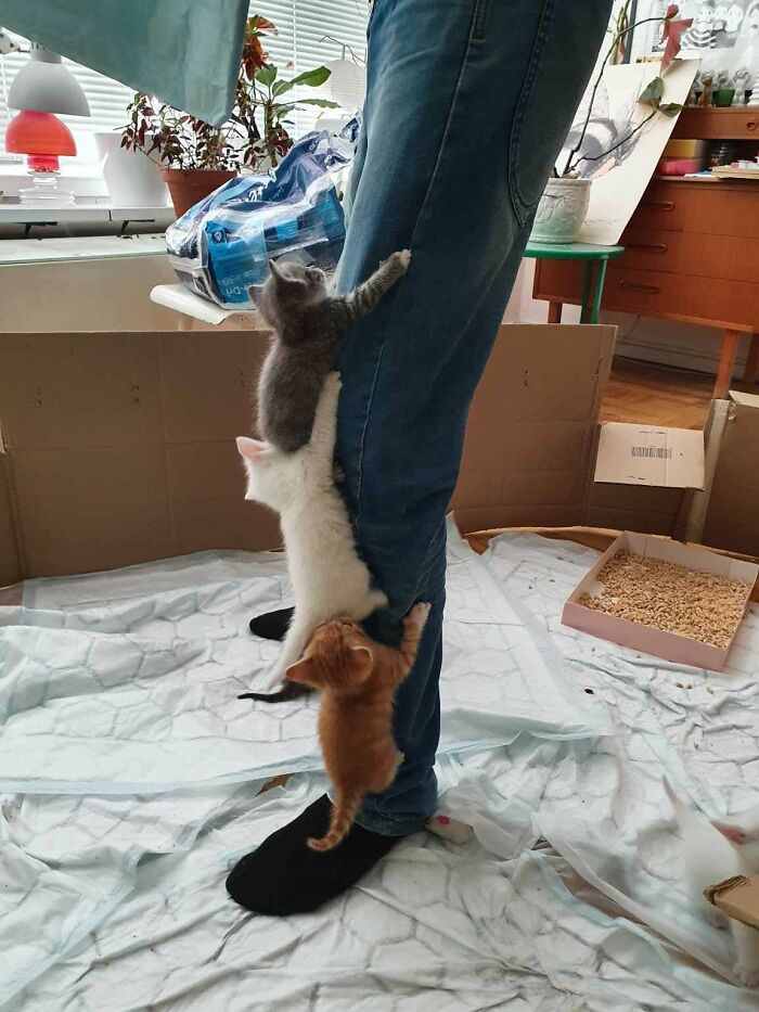 This Is An Emergency