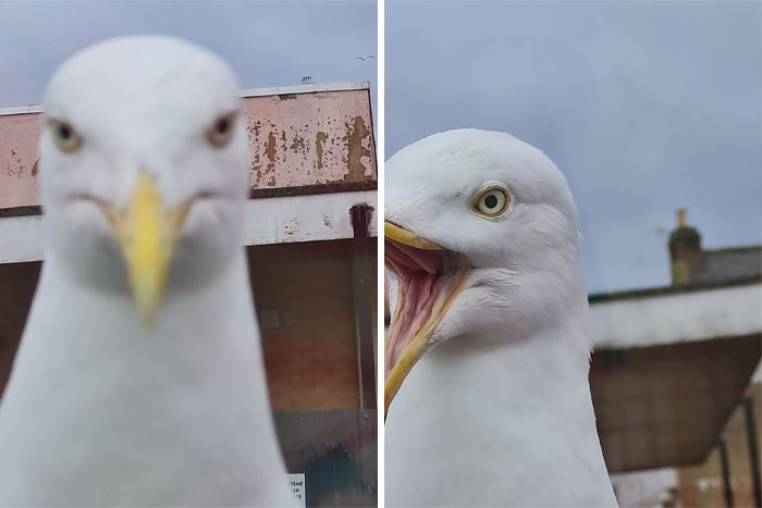 Menacing Me In My Car... And Yes, It Did Peck The Windscreen