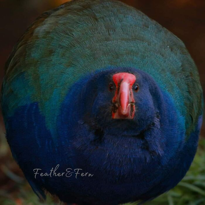 Sir Pufflebum O'takahe