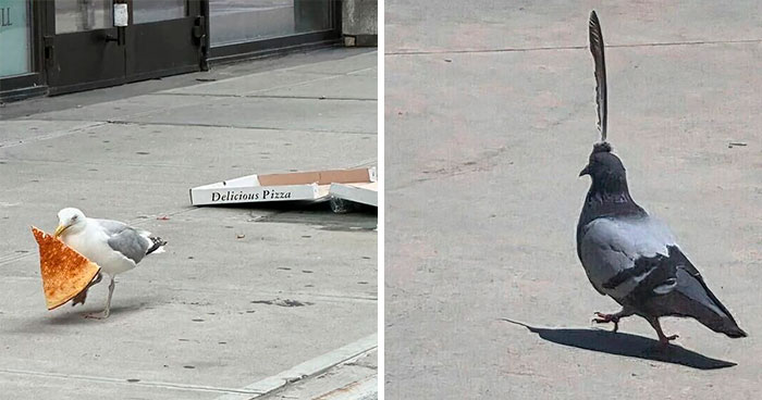 40 Slightly Unhinged Birds That Ended Up On The “Birds With Threatening Auras” Online Page (New Pics)