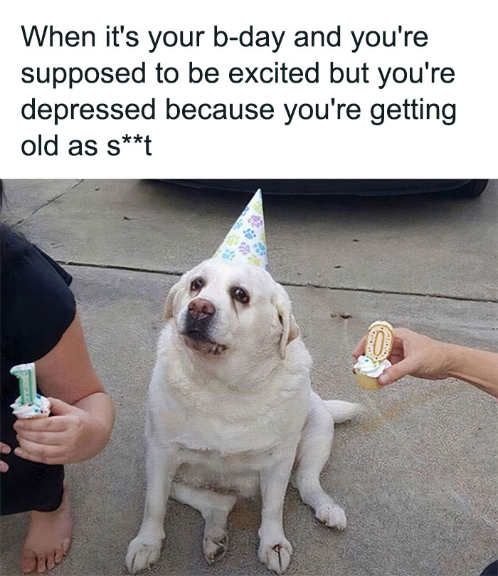 Dog wearing a party hat, looking unenthused amidst birthday celebration with small cakes, highlighting funny birthday memes.