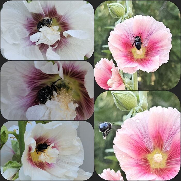Im Torn Between A Couple Photos. Bee Butts Are Part Of My Hollyhock Garden