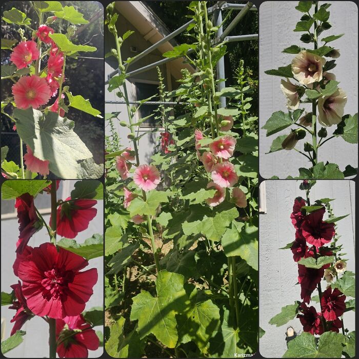 My Hollyhock Jungle. A Couple Of Them Got About 10 Feet Tall This Year. All Came From One Seed