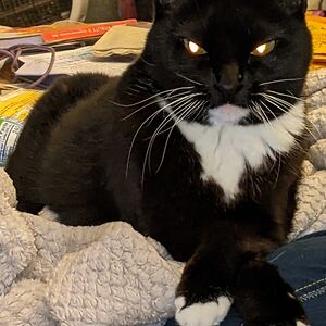 stephanykennedy avatar