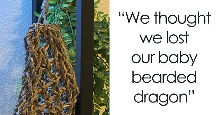 ‘When You See It’: 30 Perfectly Camouflaged Things That Take Ages To Find (New Pics)