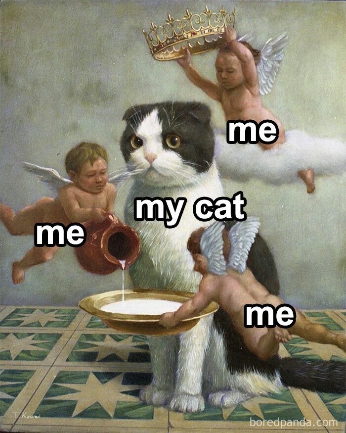 Memes-I-Could-Tag-My-Cat-In-Funny-Pics