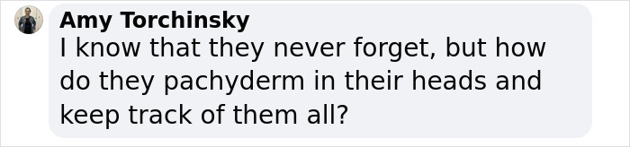 Scientists Say Elephants May Have Their Own &lsquo;Names&rsquo; For Each Other, And Netizens Are Very Intrigued