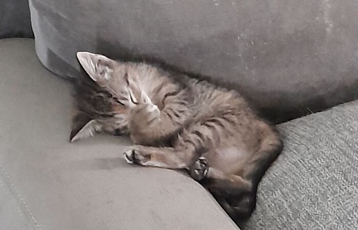 Hey Pandas, Share A Cute Picture Of Your Pet