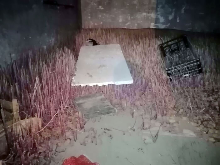 This Is What Potatoes Look Like After 10 Months Of Sitting In A Basement