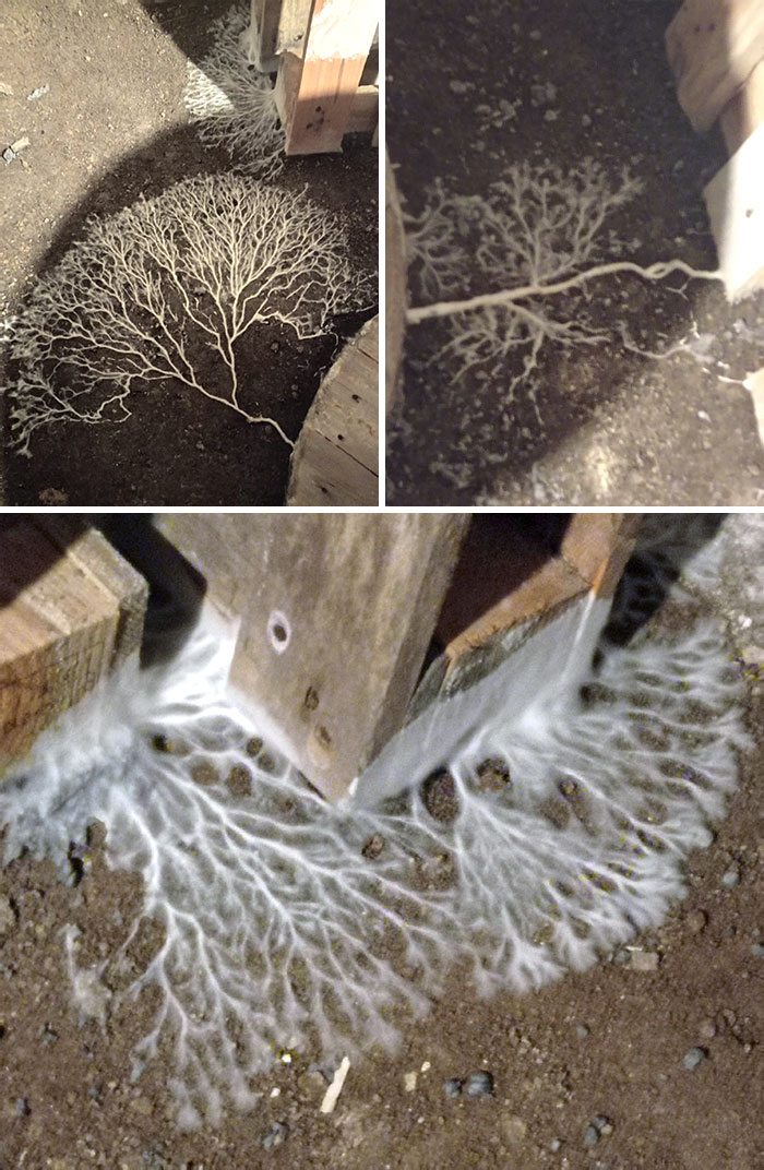 This Mushroom Growing In My Friend's Basement