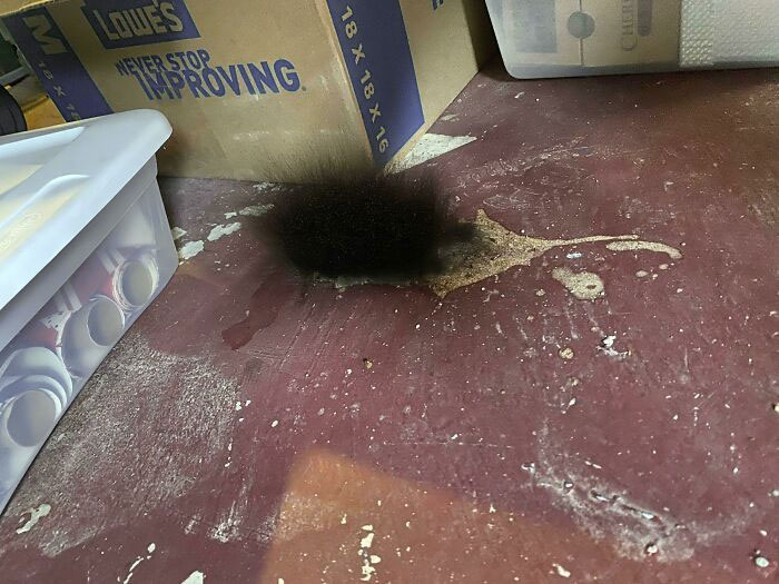 Hairy Mold Is Growing In the Basement