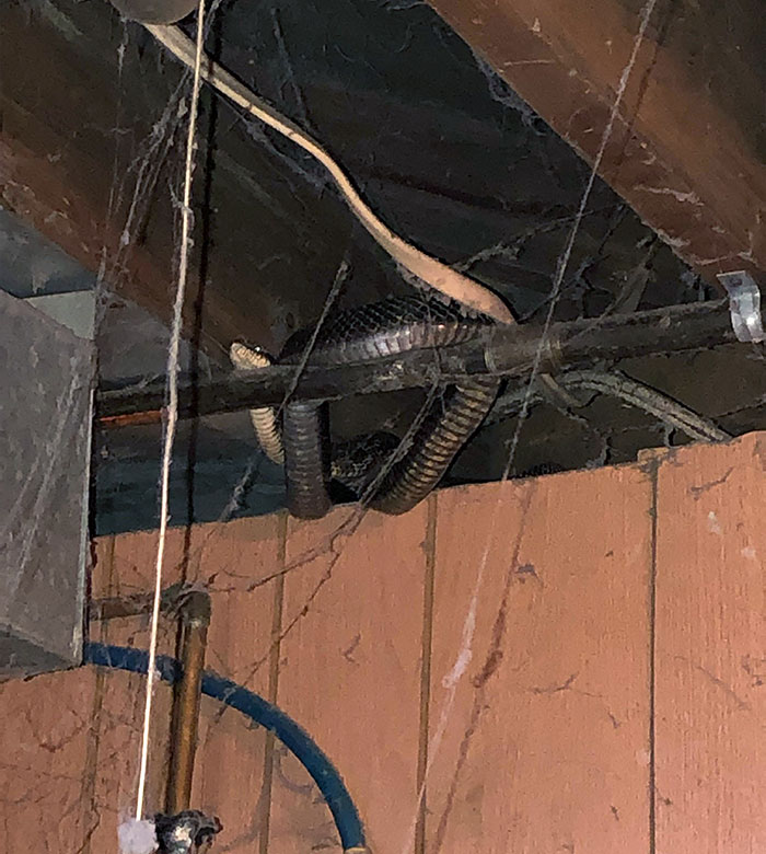 How Do I Get Rid Of This Guy Without Stressing Him Or Myself Out? He’s Hanging In My Basement, And I Would Prefer He Didn't