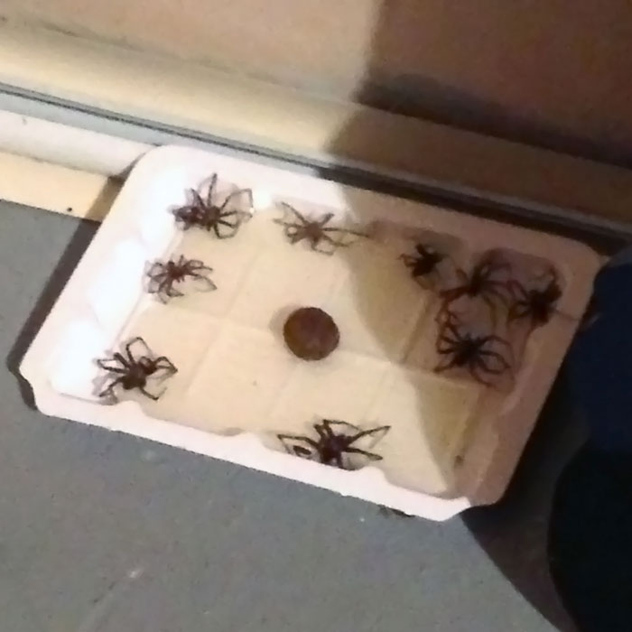 Put Out This Sticky Mouse Trap Last Night In My Basement