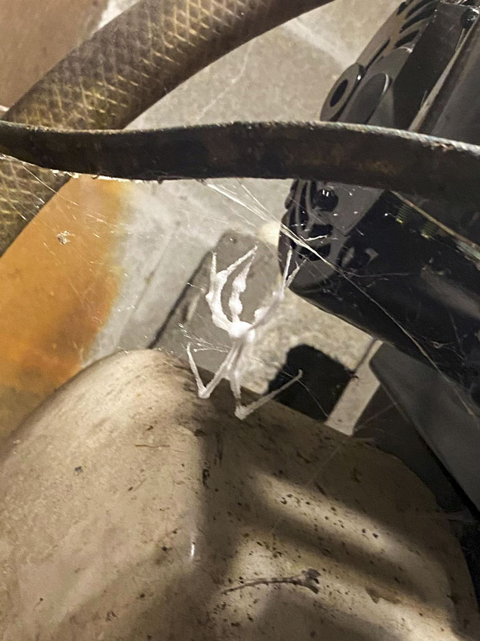 This Spider I Found In My Basement
