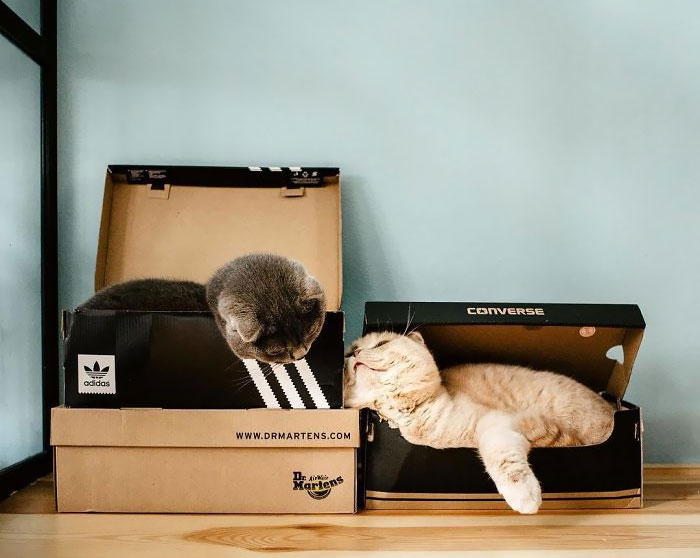 "We Start This Box Party Really Lazy Today"