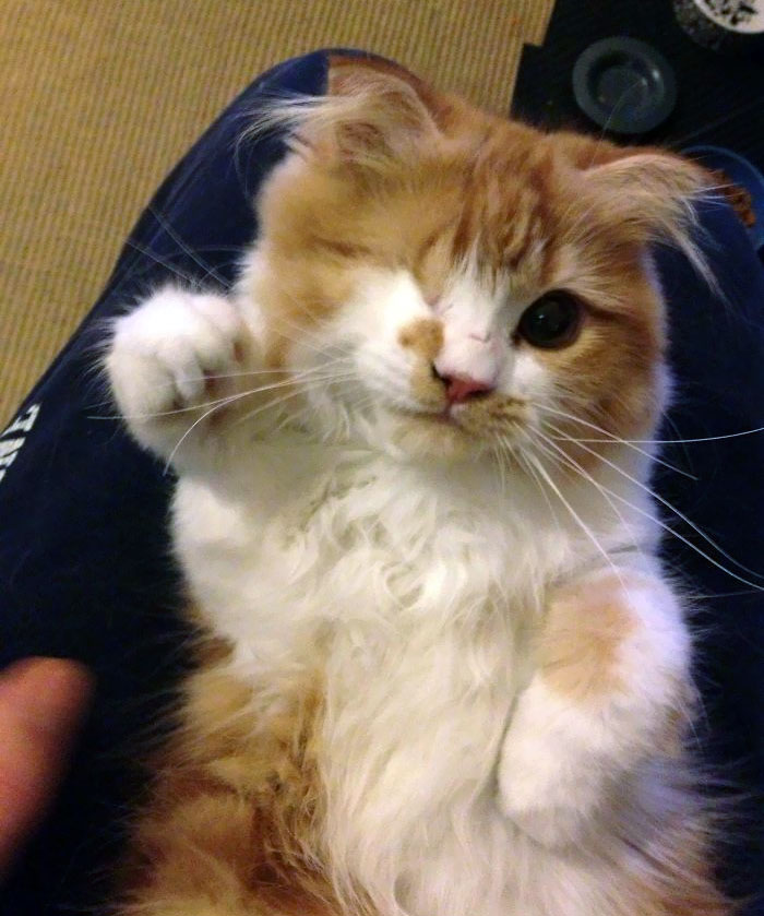 My 1-Eyed Scottish Fold Would Like To Say Hello