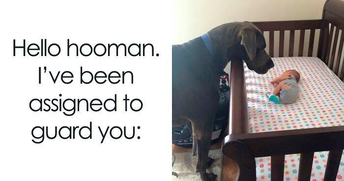 50 Dog Memes To Make Your Day Much Brighter