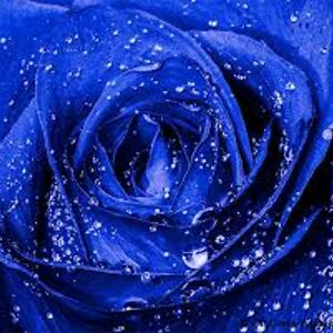 twilightscott avatar