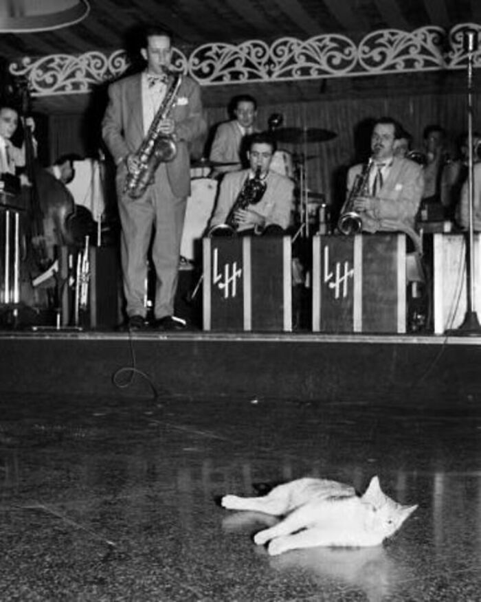 76 Vintage Photos Of Cats Posing With Famous People And Interesting Personalities (New Pics)