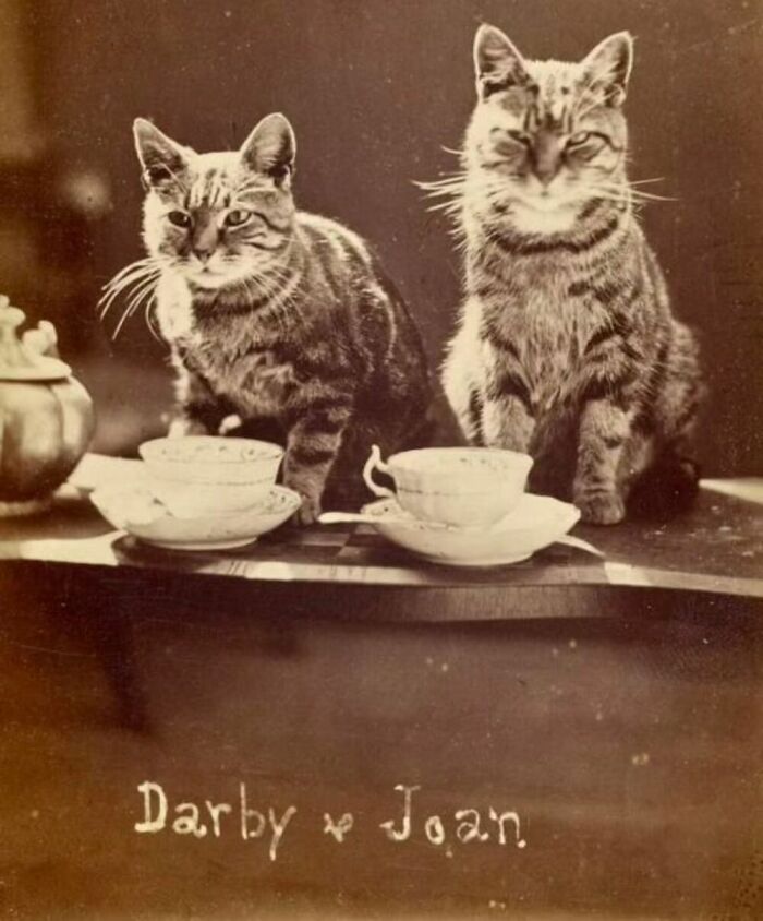 76 Vintage Photos Of Cats Posing With Famous People And Interesting Personalities (New Pics)