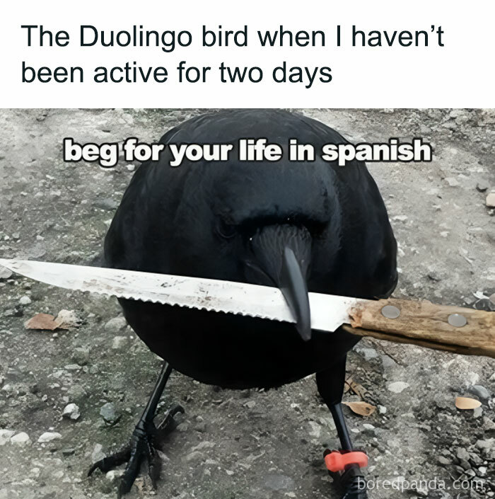 A crow holding a knife, humorously representing threatening Duolingo memes.
