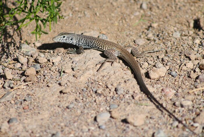 People Share Interesting Wildlife Facts That Not A Lot Of People Know, Here Are The 40 Best Ones