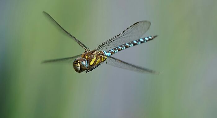 People Share Interesting Wildlife Facts That Not A Lot Of People Know, Here Are The 40 Best Ones