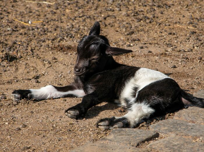 People Share Interesting Wildlife Facts That Not A Lot Of People Know, Here Are The 40 Best Ones