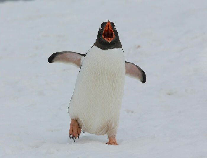 People Share Interesting Wildlife Facts That Not A Lot Of People Know, Here Are The 40 Best Ones