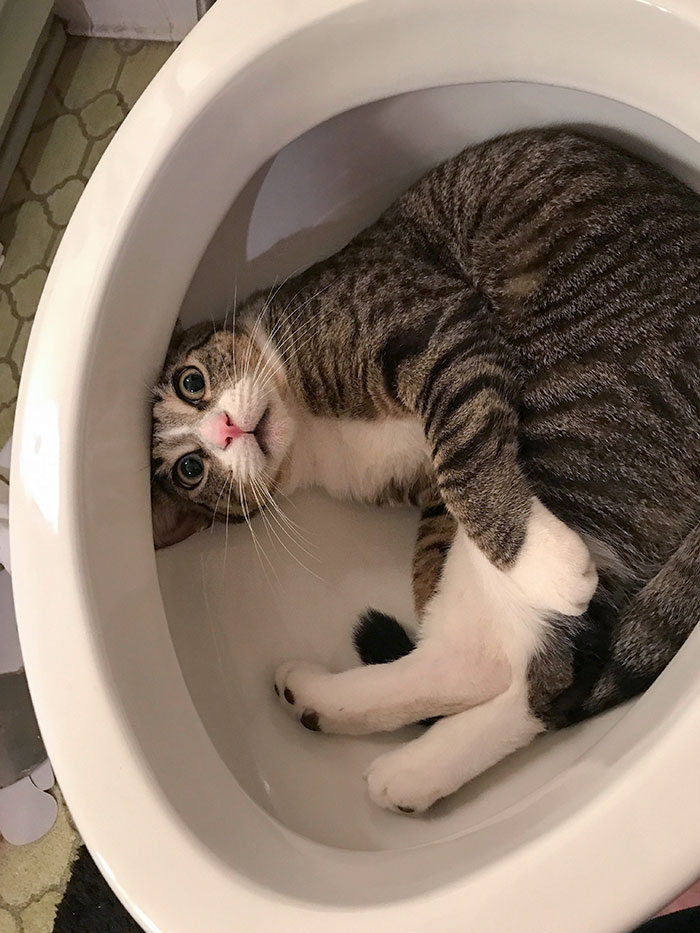 Funny animal expression: a surprised cat curled up inside a toilet bowl, staring upwards.