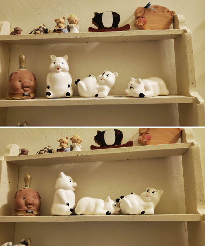 Durante los últimos 17 años he estado reorganizando estos cerdos en la casa de mi mamá en poses traviesas y cada vez que ella nota que los moví, los vuelve a poner en su lugar.