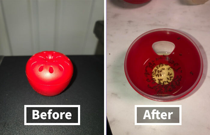 Red ant trap showing before and after use, capturing ants effectively.