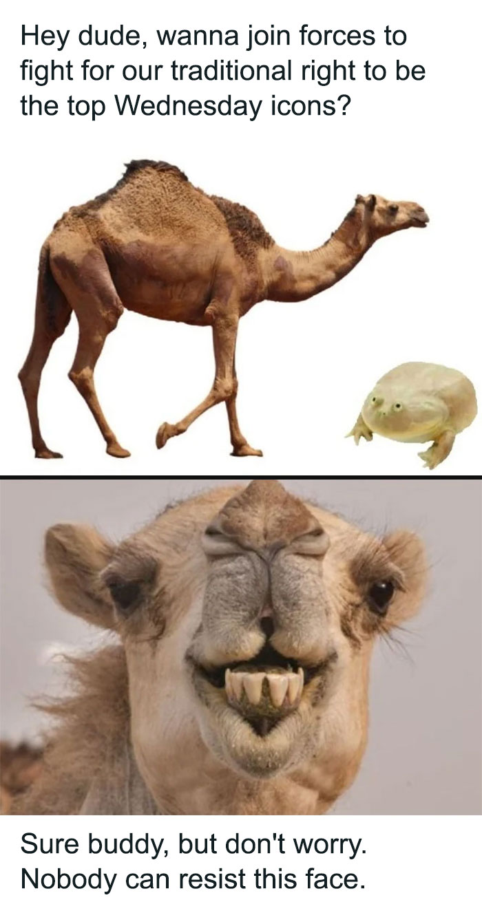 Hump Day meme with a camel and frog discussing Wednesday icon status humorously.