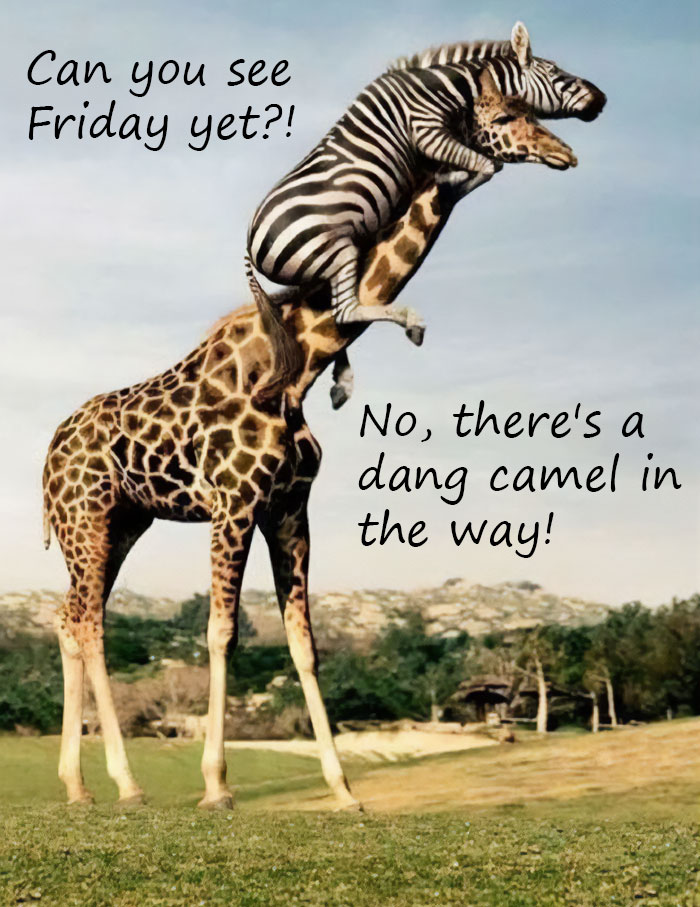 Zebra on a giraffe asks if it's Friday; giraffe humorously replies about a camel blocking the view. Hump Day memes.