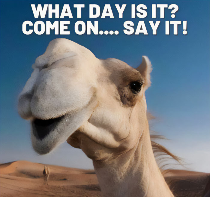Camel smiling in the desert with text, "WHAT DAY IS IT? COME ON.... SAY IT!" Perfect Hump Day meme moment.