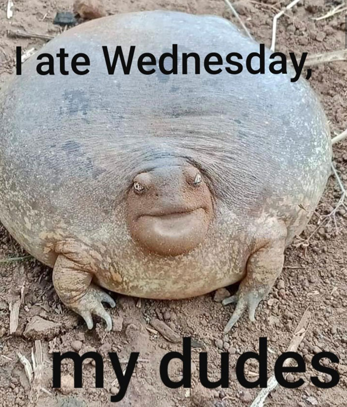 A round, bloated frog with a content expression; hump day meme text reads "I ate Wednesday, my dudes."