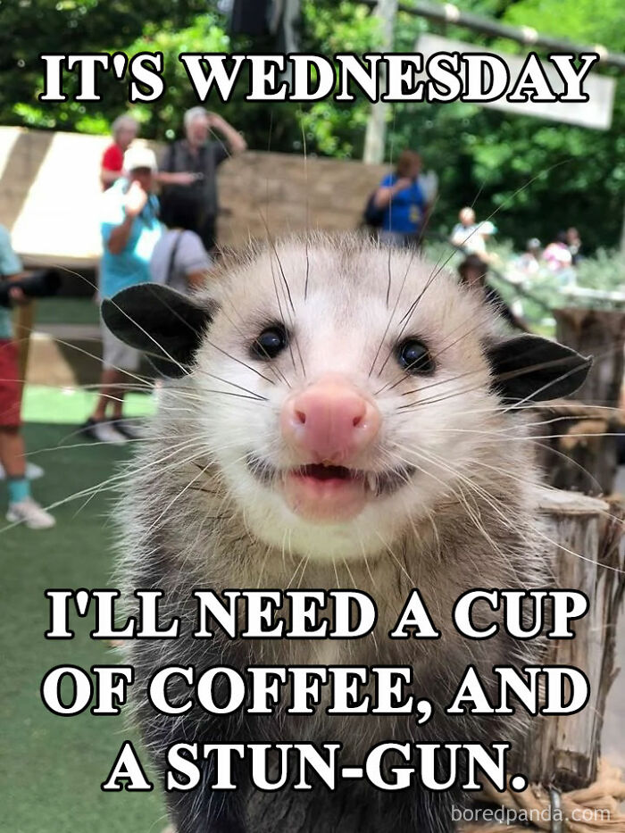 Smiling opossum meme with funny Wednesday text about needing coffee and a stun-gun.