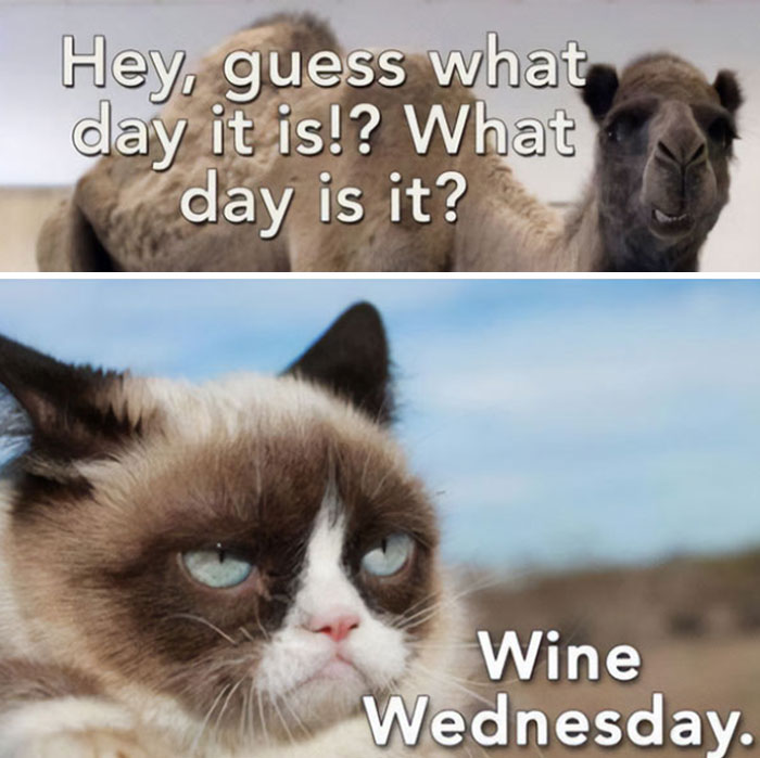 Camel asking "What day is it?" and Grumpy Cat with "Wine Wednesday" text, illustrating a hump day meme.