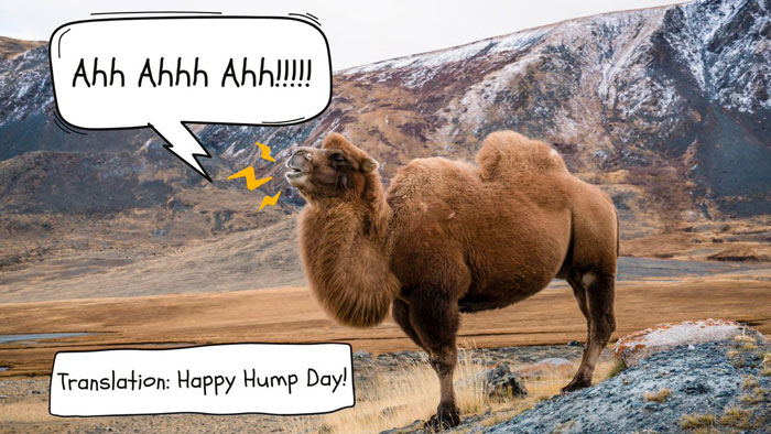Camel in mountain landscape saying "Ahh Ahhh Ahh!" with text "Translation: Happy Hump Day!" - perfect Wednesday meme.