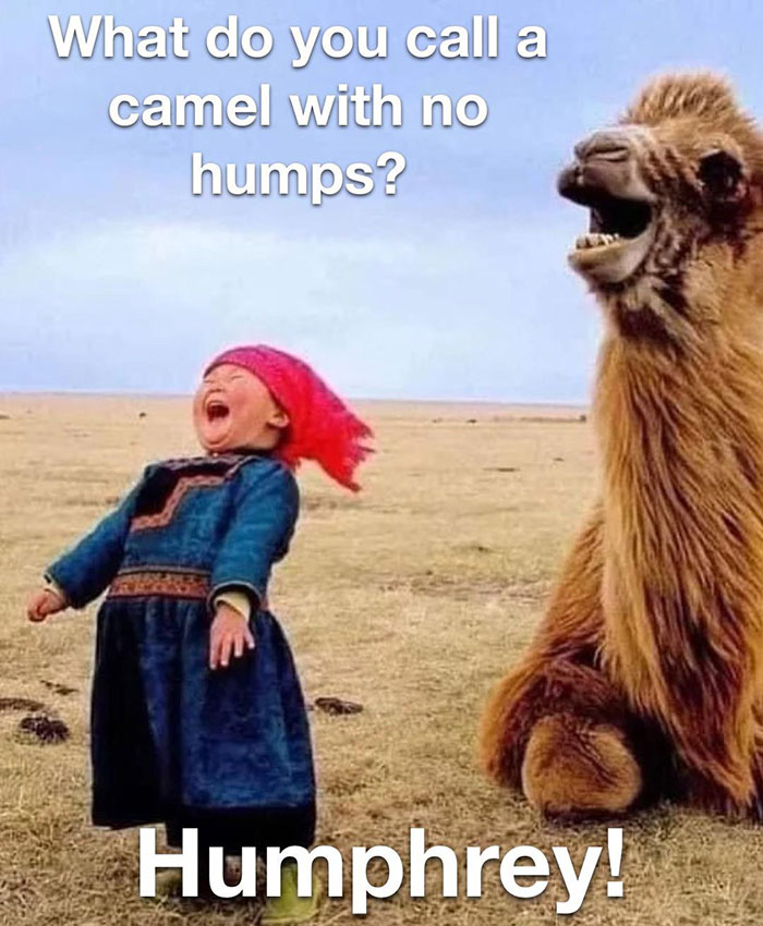 Child laughing beside a camel with humorous caption, perfect hump day meme for Wednesday laughs.